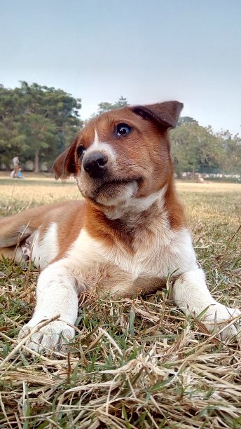 情感宝贝狗图片下载