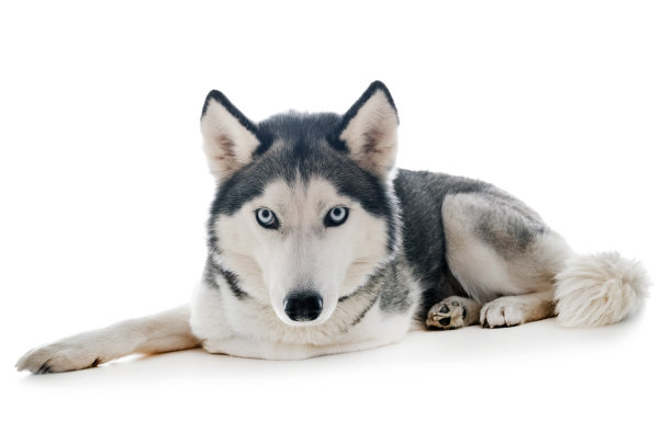 西伯利亚雪橇犬图片下载