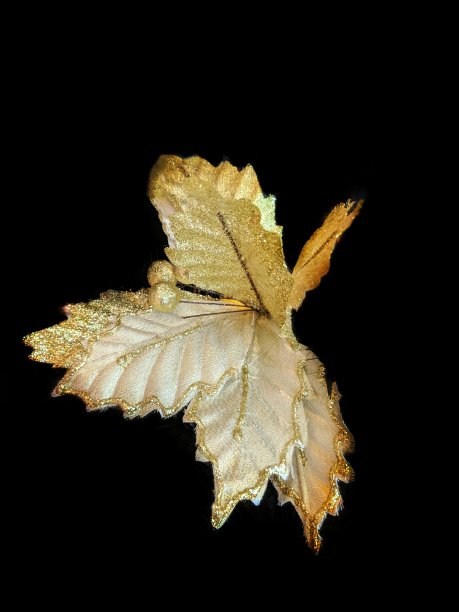 金色的落叶图片下载