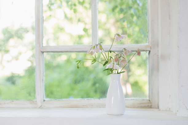 窗台上白色花瓶里的耧斗菜花图片下载