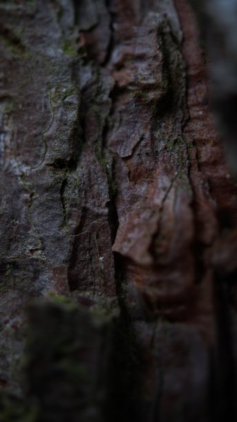 树皮的特写。图片下载