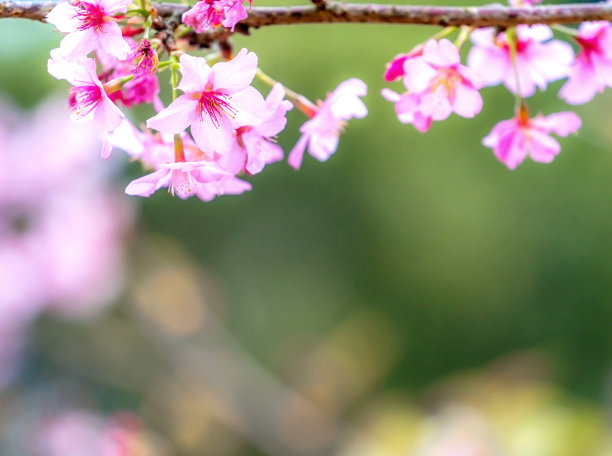 美丽的樱花盛开的樱花树在春天的花园，复制空间，关闭。图片下载
