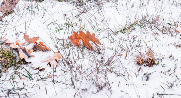 地上有树叶和雪和草图片下载