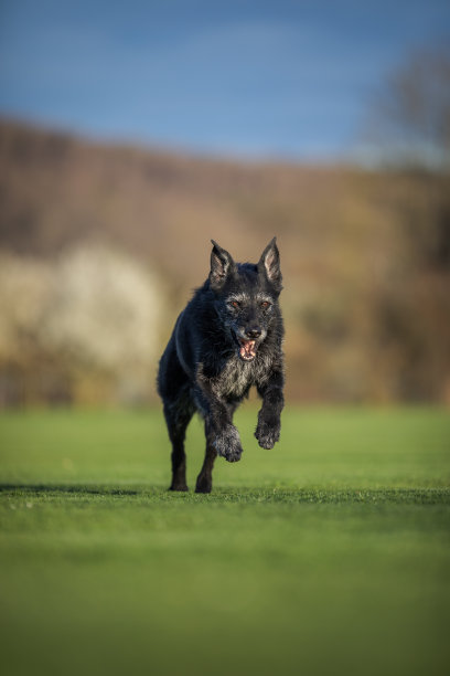 一张黑狗在户外快速奔跑的照片，图片下载