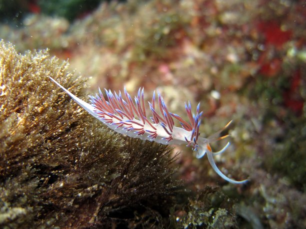 裸鳃科动物，叫做天蝎图片下载