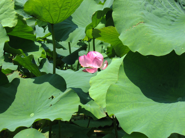 内伦博核子图片下载