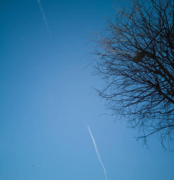 透过树枝看天空图片下载