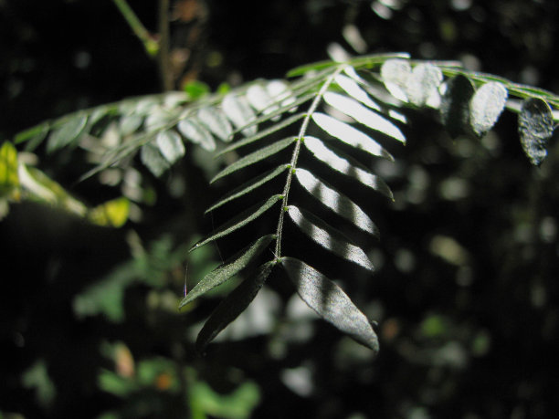 蕨类植物图片下载