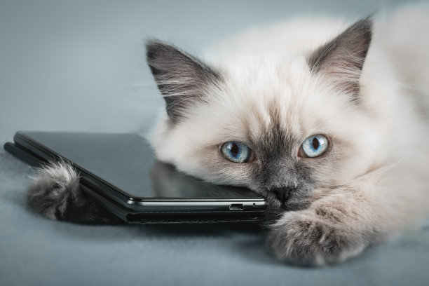 近距离的肖像小猫与智能手机。图片下载