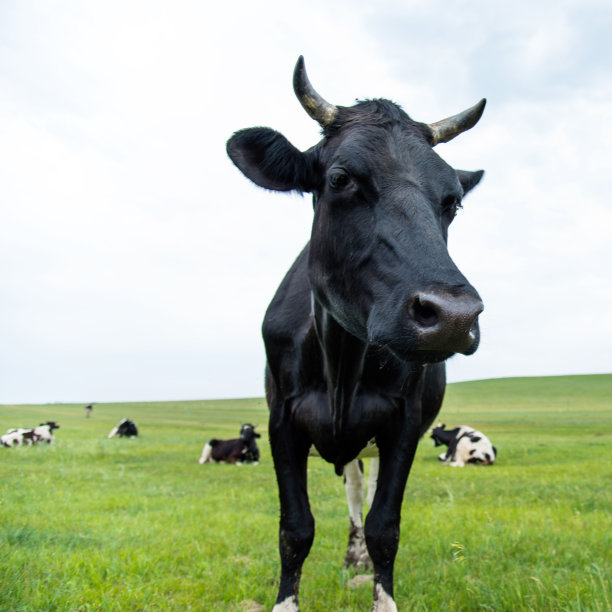 牧场上的一群牛图片下载