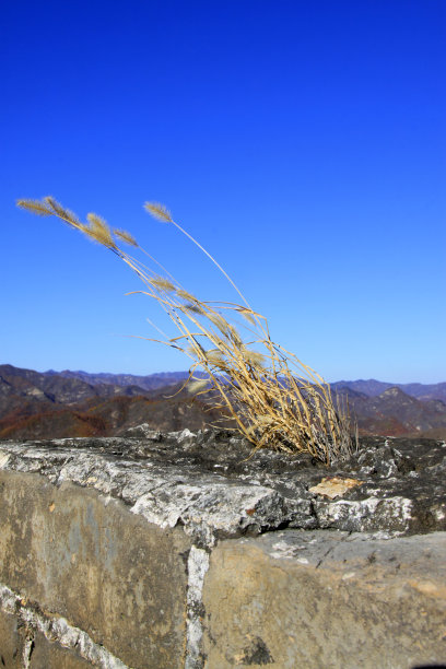 长城上的绿刺草图片下载