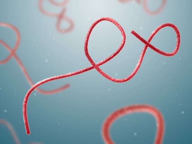 埃博拉病毒。3 d演示。图片下载