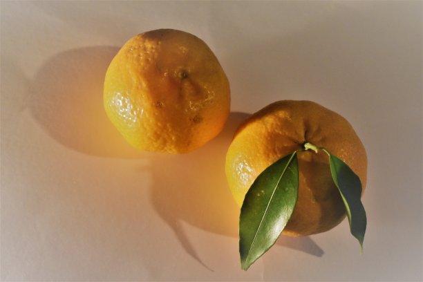 两个橘子图片下载