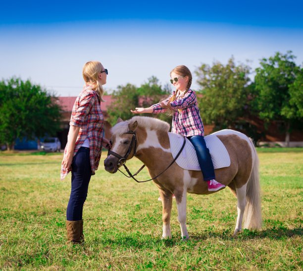 小马。景观。夏天图片下载