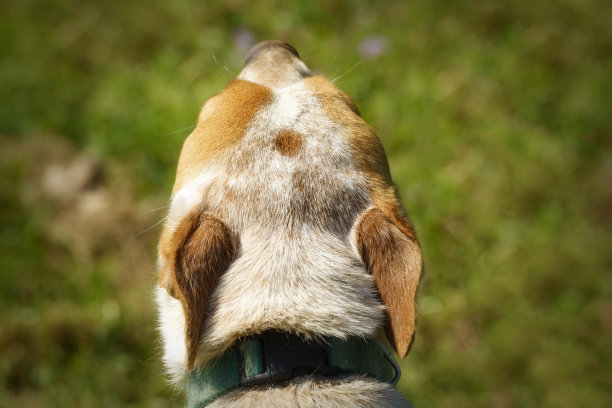 一只狗头上的尖图片下载