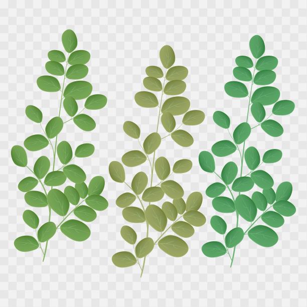 辣木矢量标志的平面风格。孤立的对象。辣木药用水果。矢量插图。图片下载