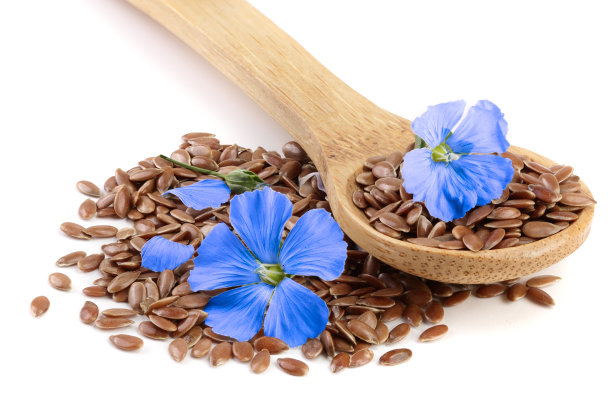 菊苣花和粉末的即食菊苣在木勺孤立在白色的背景。Cichorium intybus图片下载