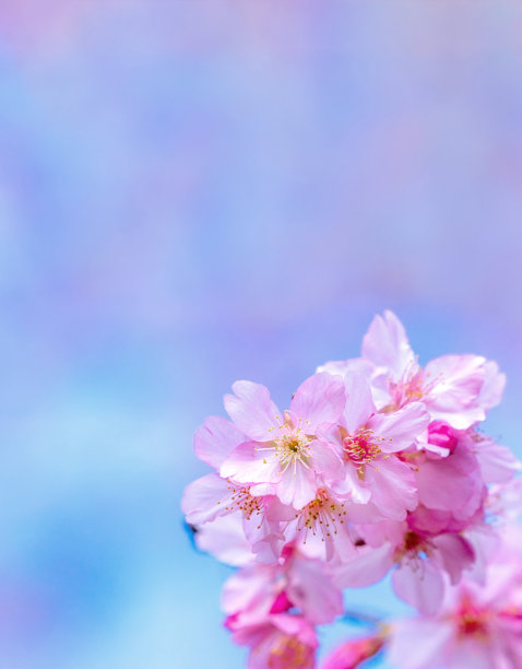 美丽的樱花盛开的樱花树在春天的蓝天上，复制空间，近距离。图片下载