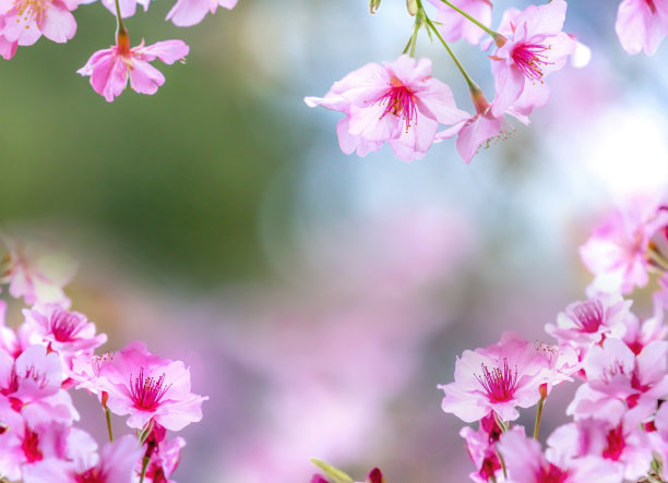美丽的樱花盛开的樱花树在春天的蓝天上，复制空间，近距离。图片下载