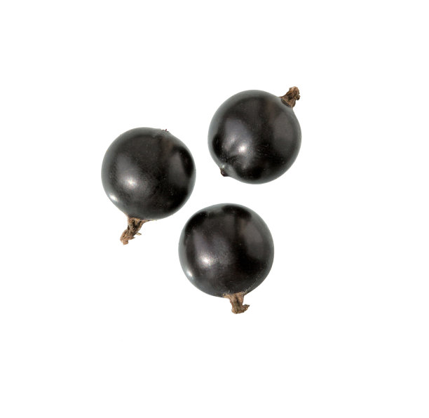 醋栗孤立在白色。新鲜成熟的黑加仑子图片下载