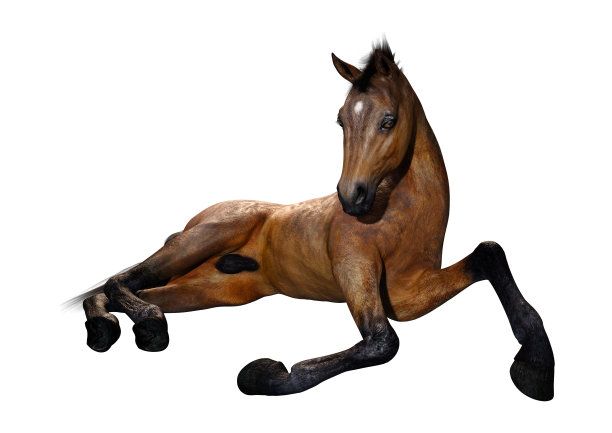 3D插图海湾马驹在白色图片下载