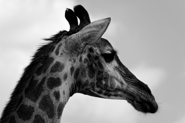 长颈鹿的画像图片下载