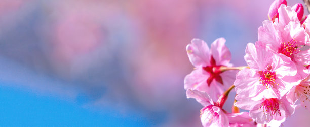 美丽的樱花盛开的樱花树在春天的蓝天上，复制空间，近距离。图片下载