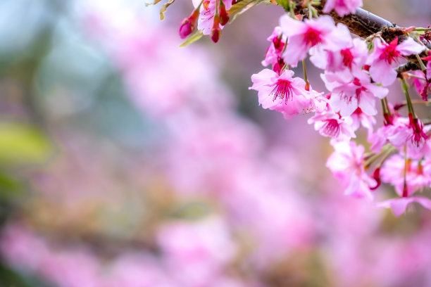 美丽的樱花盛开的樱花树在春天的蓝天上，复制空间，近距离。图片下载