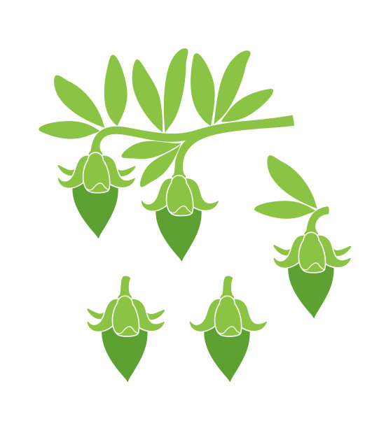 荷荷巴油。白色背景上孤立的荷荷巴图片下载