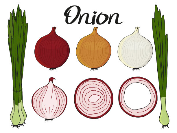 收集手绘的新鲜洋葱。孤立的形象。矢量插图。图片下载