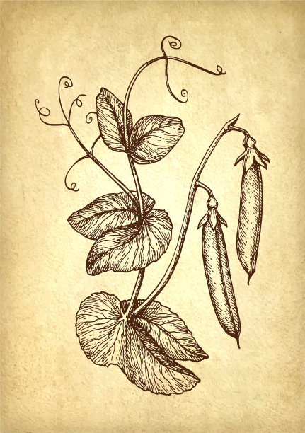 豌豆的水墨素描。图片下载