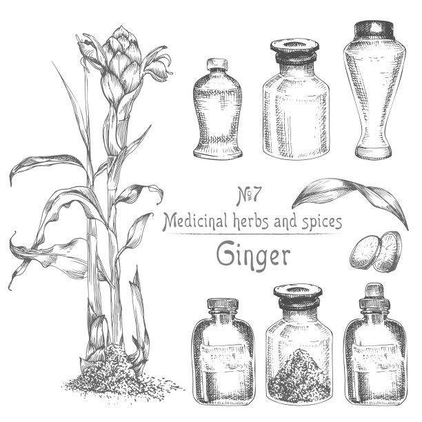 集手绘姜的根，生活和花在黑色孤立在白色。瓶、灰浆、杵。复古的平面设计。植物素描、版画风格图片下载