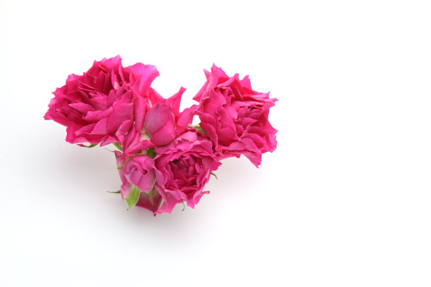 白色背景下的玫瑰图片下载