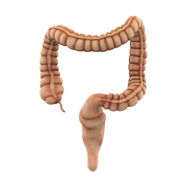 人类结肠解剖学图片下载