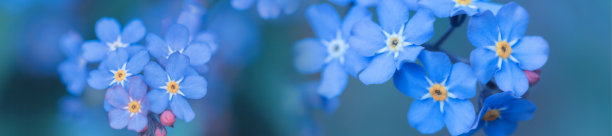 全景春背景勿忘我花图片下载