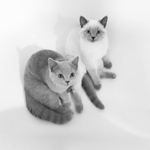 英国短毛猫图片下载