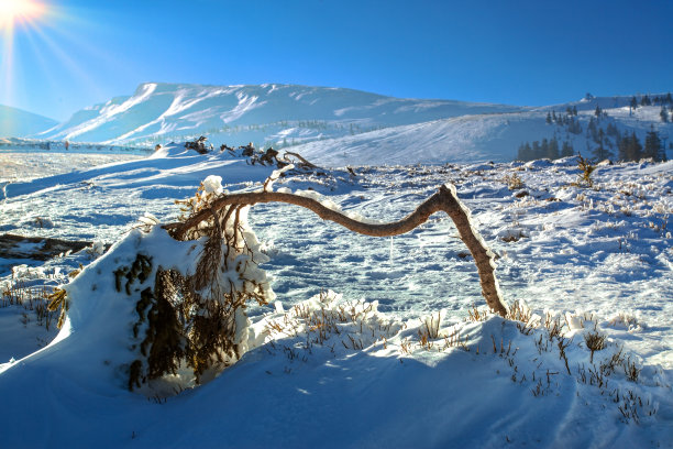 雪覆盖弯树图片下载