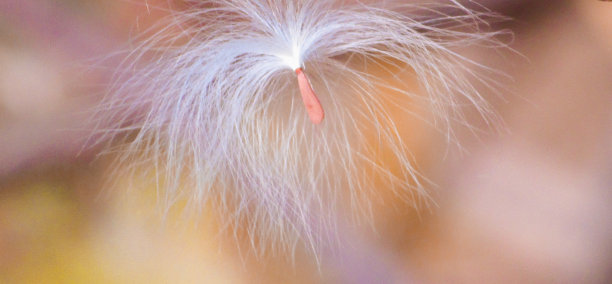 美丽的飞天植物魔鬼的种子图片下载