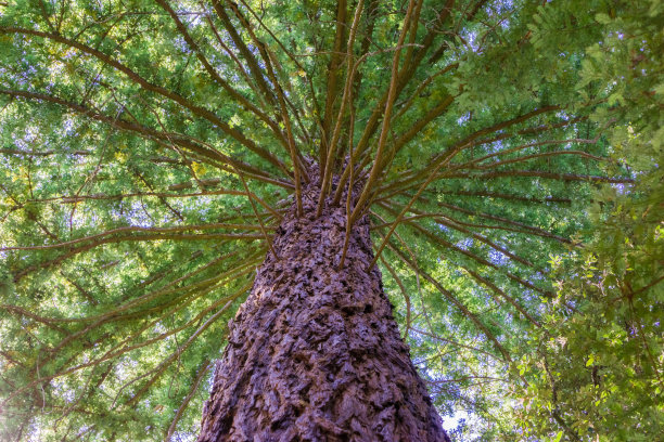 常青树的圆形树冠图片下载