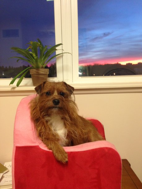 美丽的小猎犬摆姿势拍照-爱图片下载