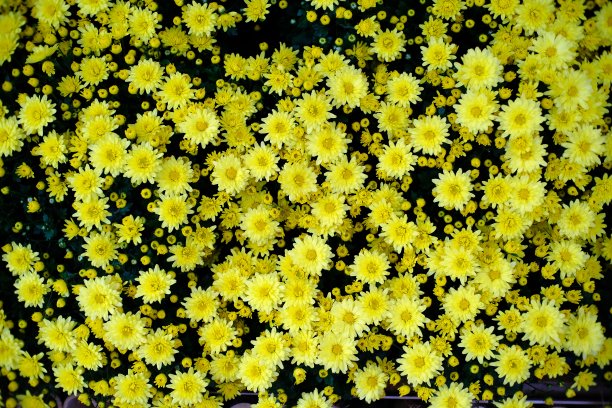 美丽的自然花朵为背景。图片下载