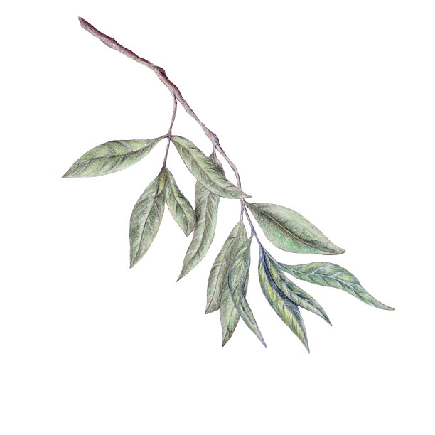 橄榄枝手绘插图图片下载