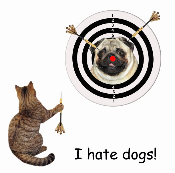 猫在玩飞镖图片下载