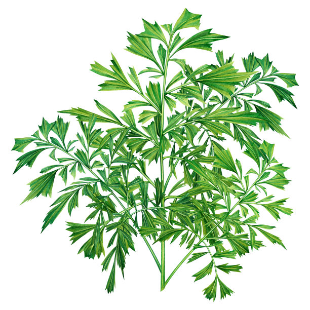 水彩画绿叶，棕叶孤立在白色的背景上。水彩手绘插图热带，阿罗哈异国情调的树叶为墙纸树，丛林，森林夏威夷风格的图案背景。图片下载