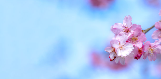 美丽的樱花盛开的樱花树在春天的蓝天上，复制空间，近距离。图片下载