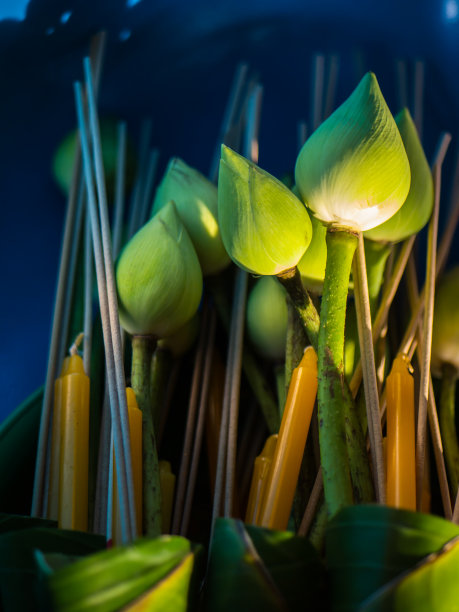 崇拜莲花图片下载