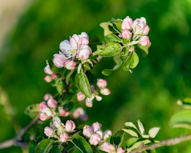 美丽的树开花的图片，抽象的自然背景，春天的日子，小粉红色的花在树枝上，模糊的背景蓝天和绿色的草在春天图片下载