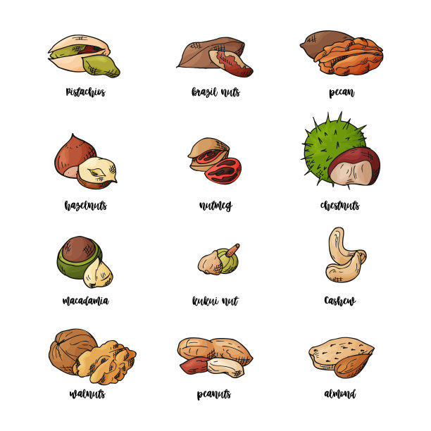 手绘坚果和种子。开心果、巴西果、山核桃、榛子、肉豆蔻、腰果、澳洲坚果、核桃、杏仁等。矢量图素材图片