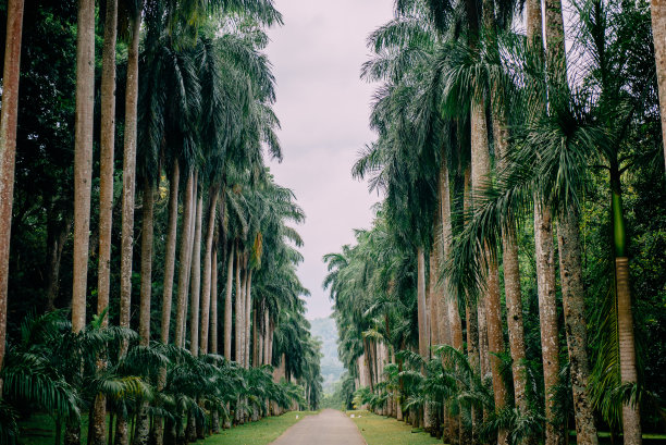 斯里兰卡康提植物园的棕榈巷图片下载