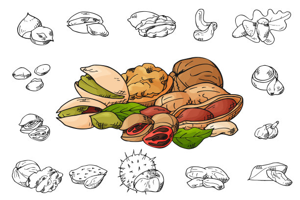 手绘坚果和种子。开心果、巴西果、山核桃、榛子、肉豆蔻、腰果、澳洲坚果、核桃、杏仁等。矢量图素材图片
